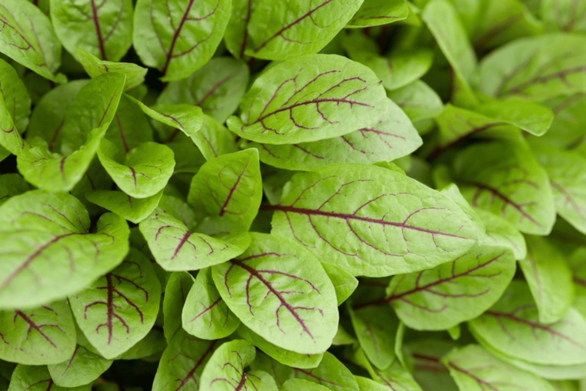 Rumex sanguineus.png